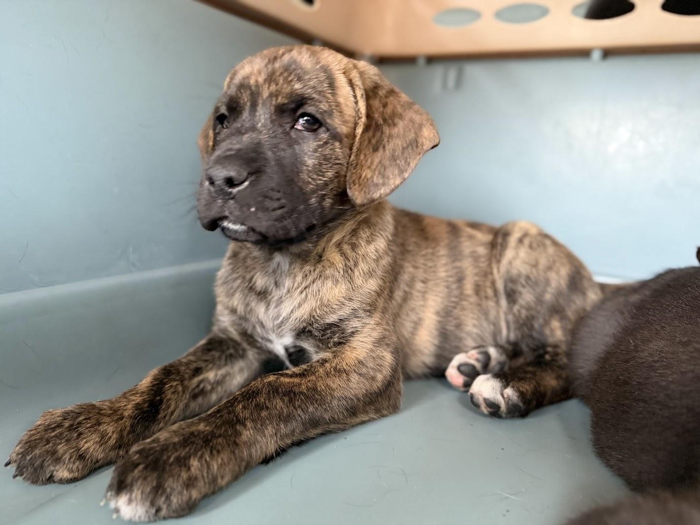 Enlarge PEANUT, an adopted mixed breed in Brattleboro, VT image 4/5