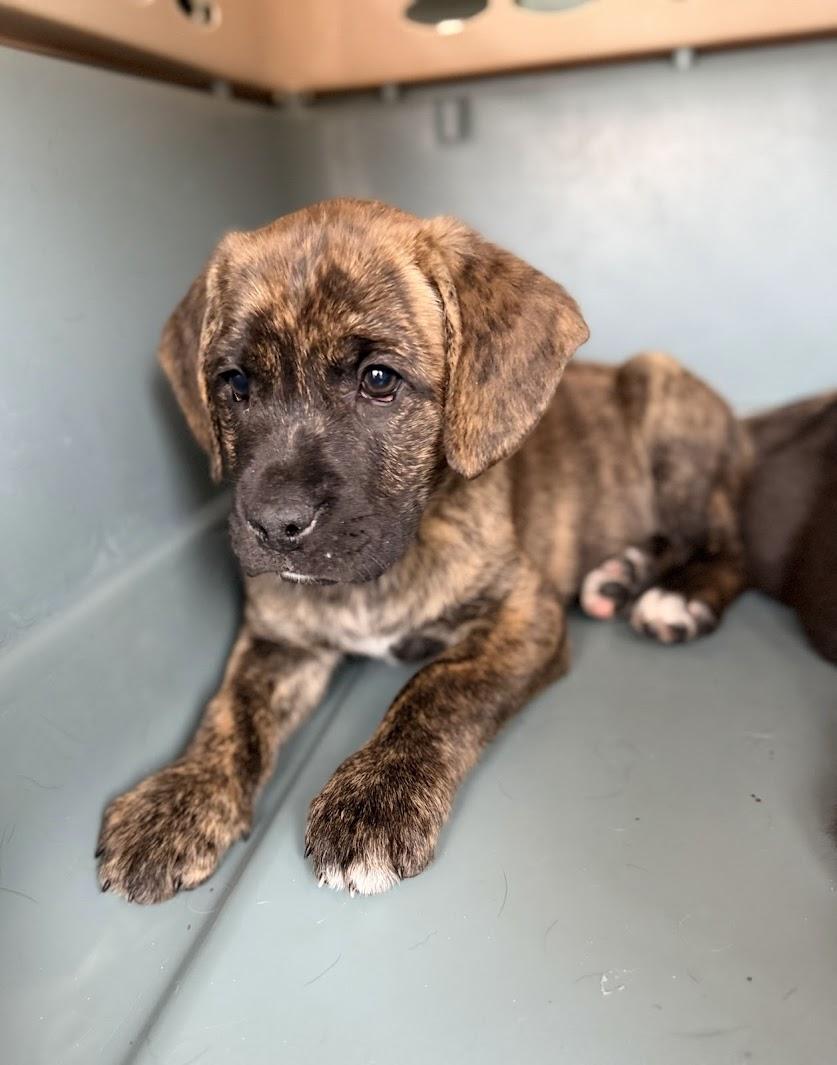 Enlarge PEANUT, an adopted mixed breed in Brattleboro, VT image 2/5