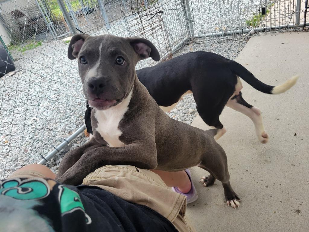 Stella, Adoptable, Puppy Female Pit Bull Terrier.