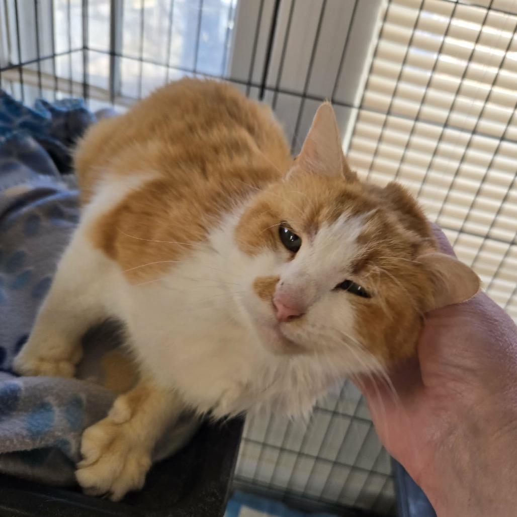 Hawk — thumbnail 2