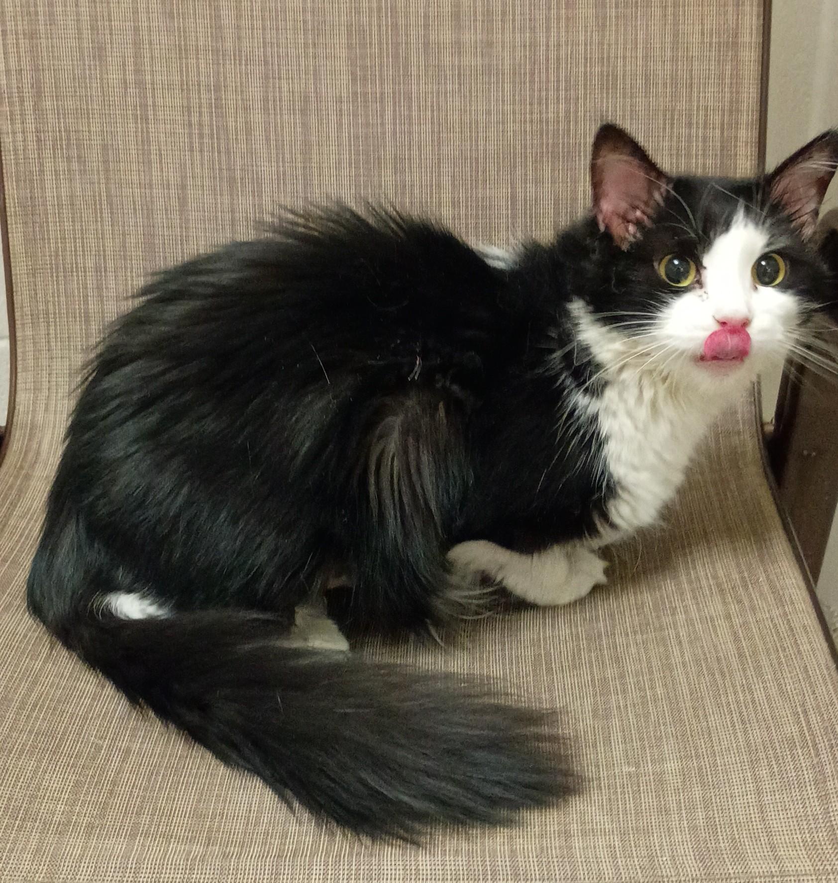 Enlarge Zelda, a Adoptable Domestic Long Hair in Kearney, NE image 1/1