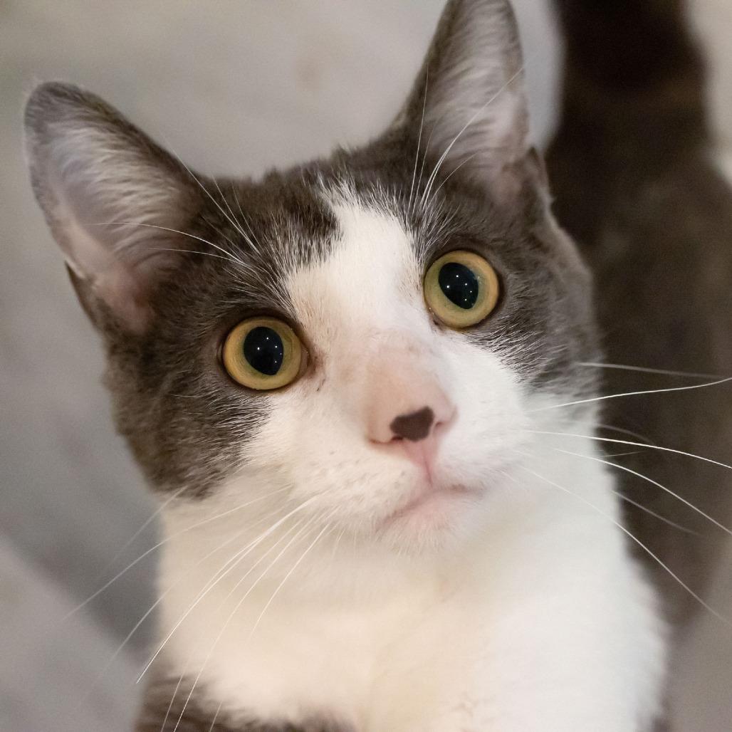 Marbles, Adoptable, Young Male Domestic Short Hair.