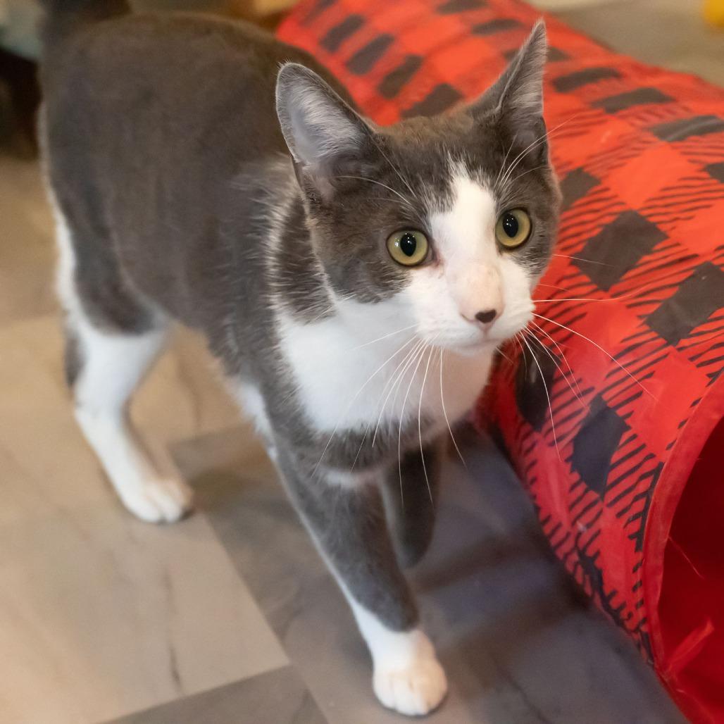 Enlarge Marbles, a Adoptable Domestic Short Hair in McKean, PA image 2/6