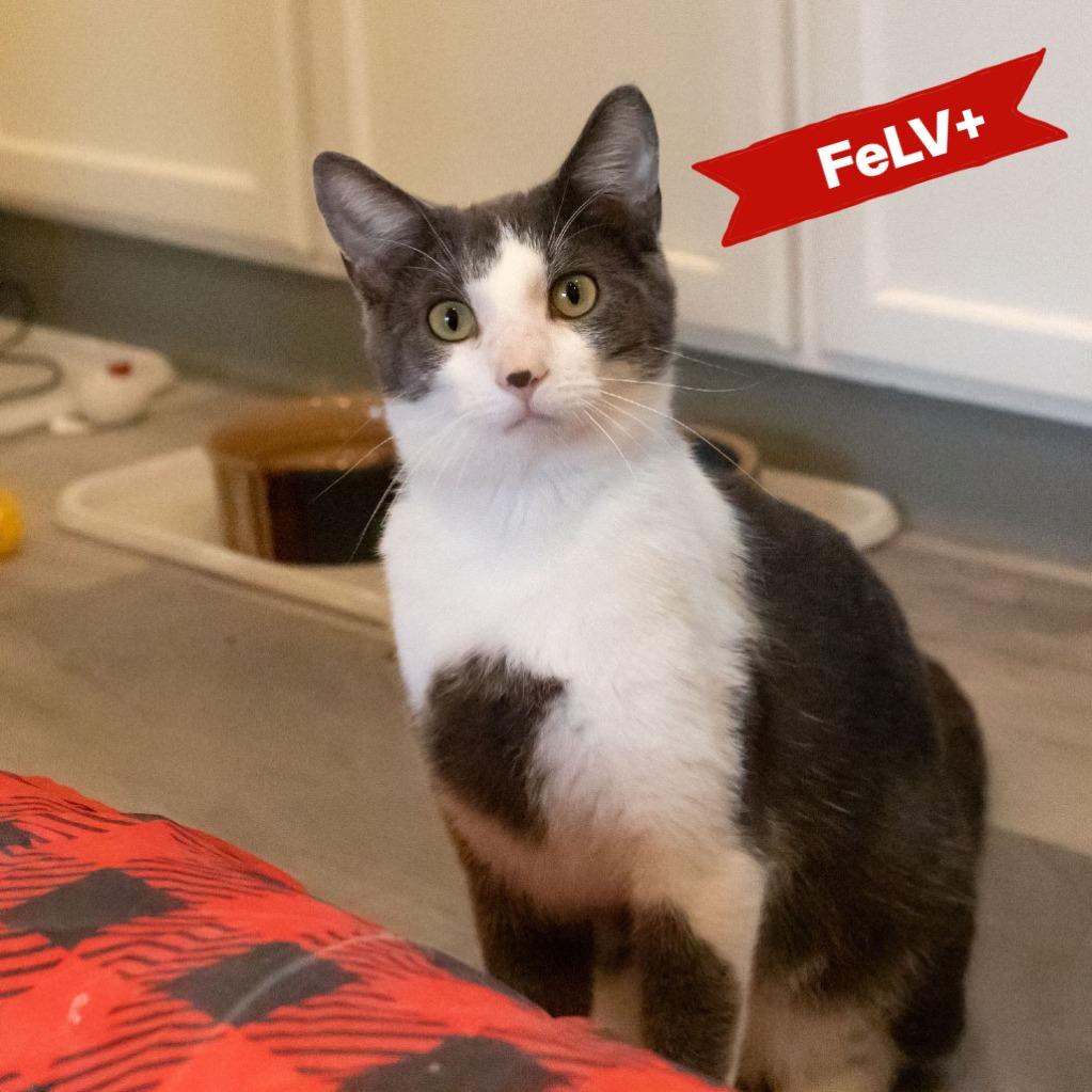 Enlarge Marbles, a Adoptable Domestic Short Hair in McKean, PA image 3/6