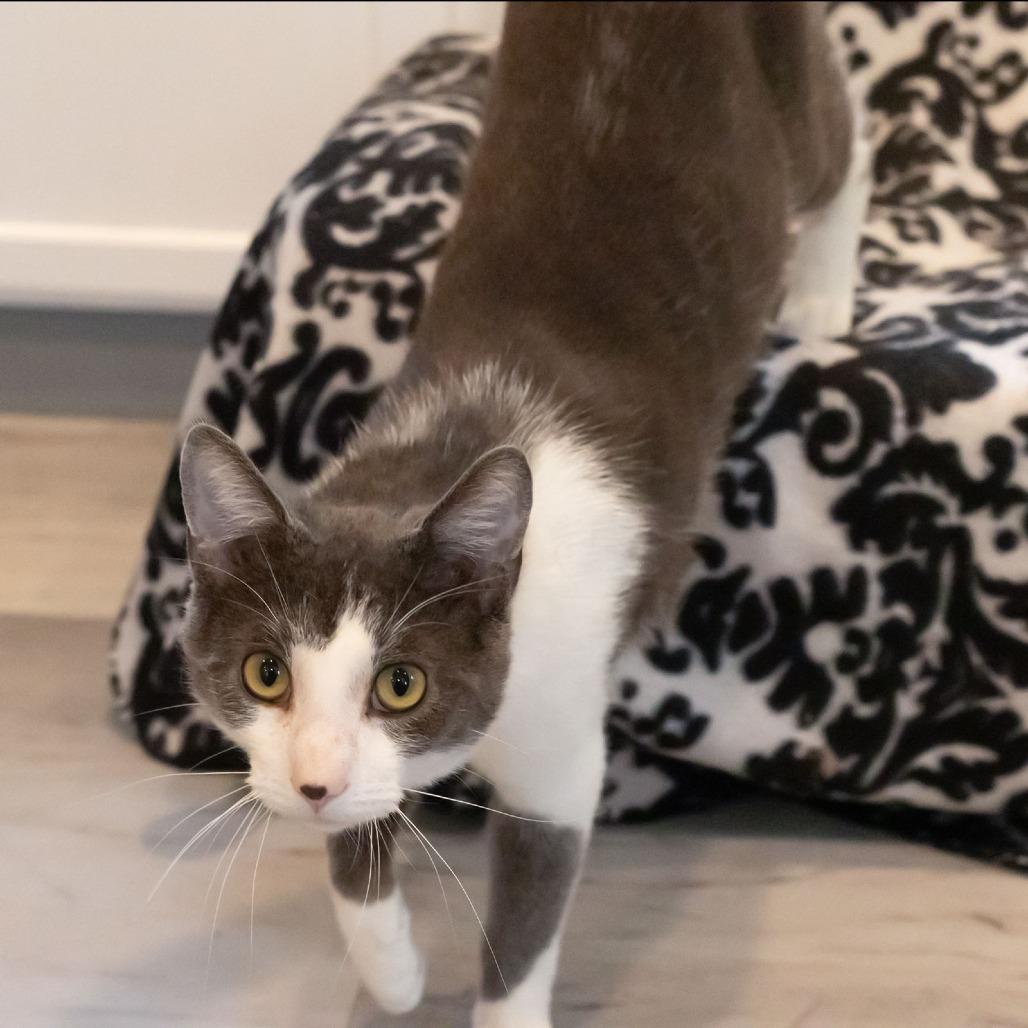 Enlarge Marbles, a Adoptable Domestic Short Hair in McKean, PA image 4/6