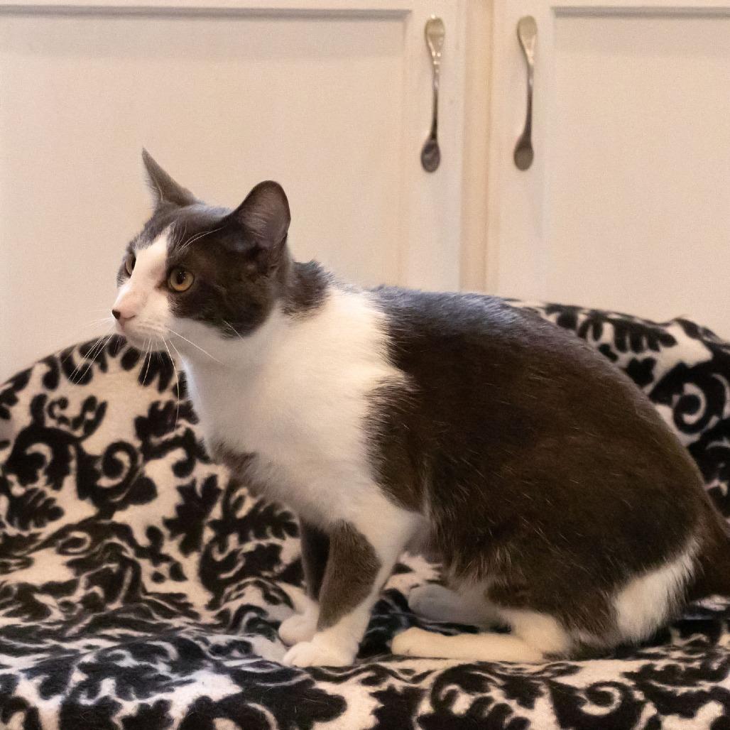 Enlarge Marbles, a Adoptable Domestic Short Hair in McKean, PA image 5/6