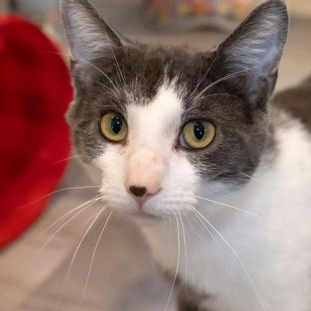 Enlarge Marbles, a Adoptable Domestic Short Hair in McKean, PA image 6/6