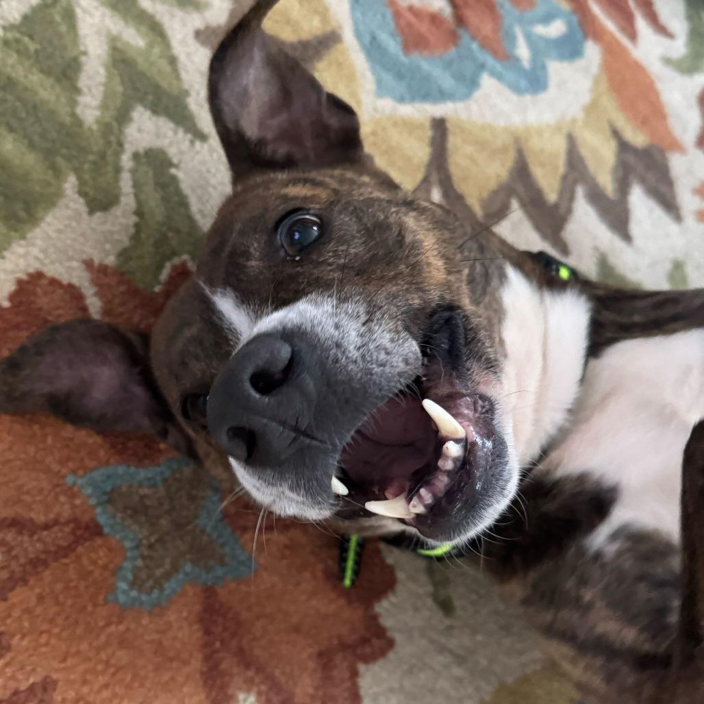 Manda, Adoptable, Adult Female Mixed Breed.