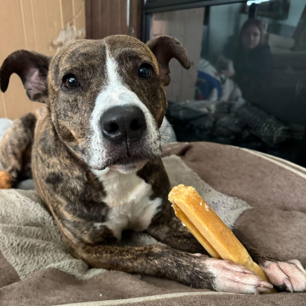 Enlarge Manda, a Adoptable Mixed Breed in Glenfield, NY image 2/6