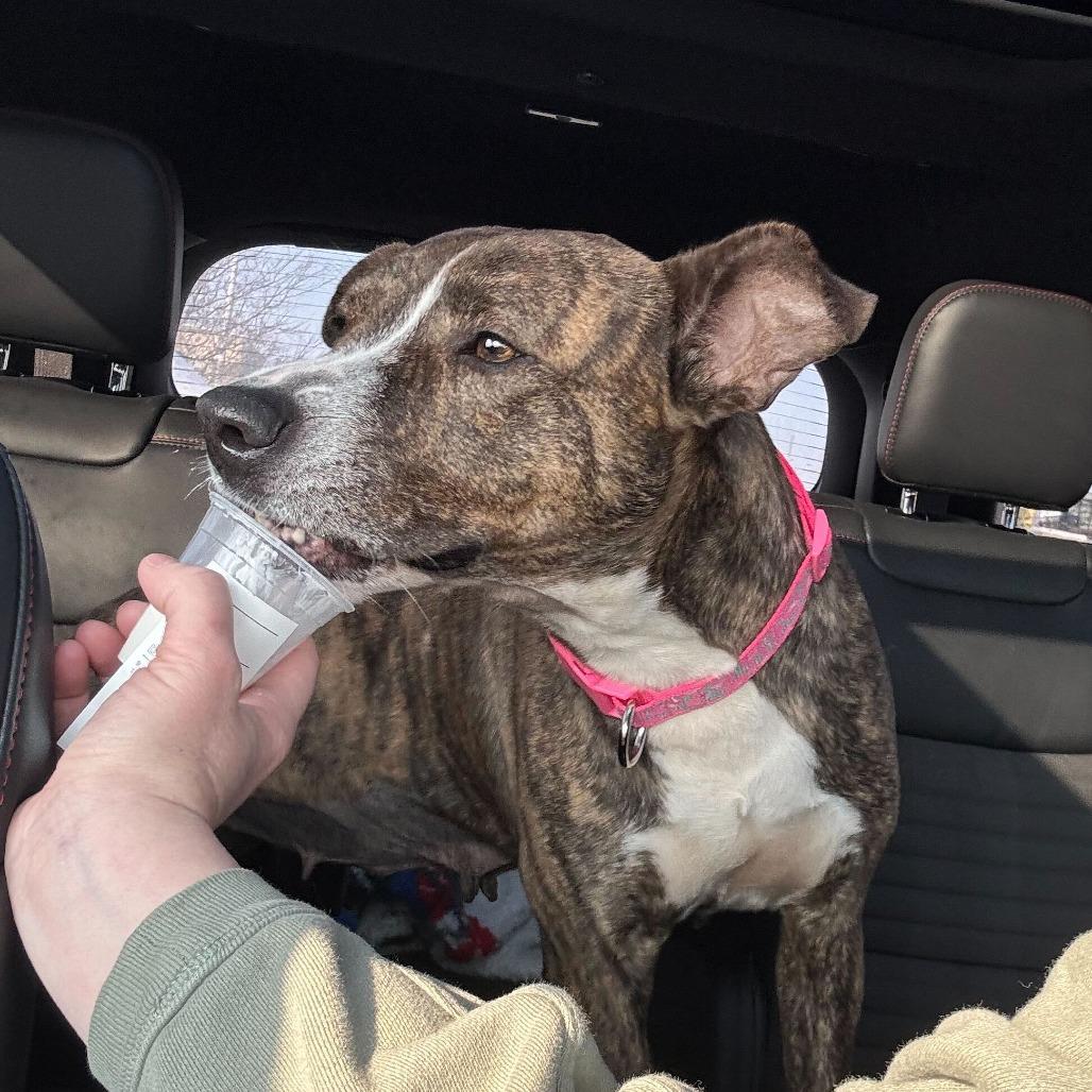 Enlarge Manda, a Adoptable Mixed Breed in Glenfield, NY image 3/6