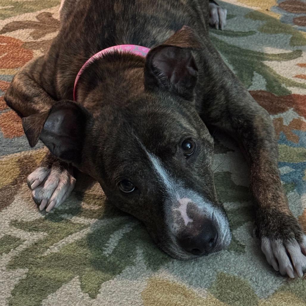 Enlarge Manda, a Adoptable Mixed Breed in Glenfield, NY image 4/6
