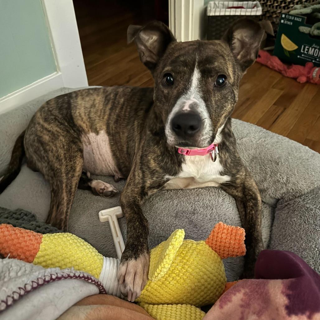 Enlarge Manda, a Adoptable Mixed Breed in Glenfield, NY image 5/6