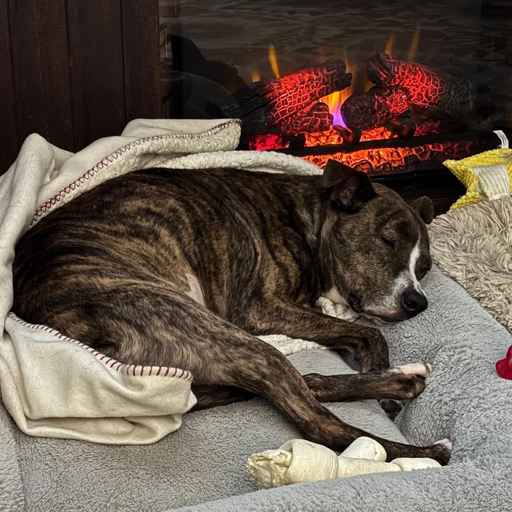 Enlarge Manda, a Adoptable Mixed Breed in Glenfield, NY image 6/6