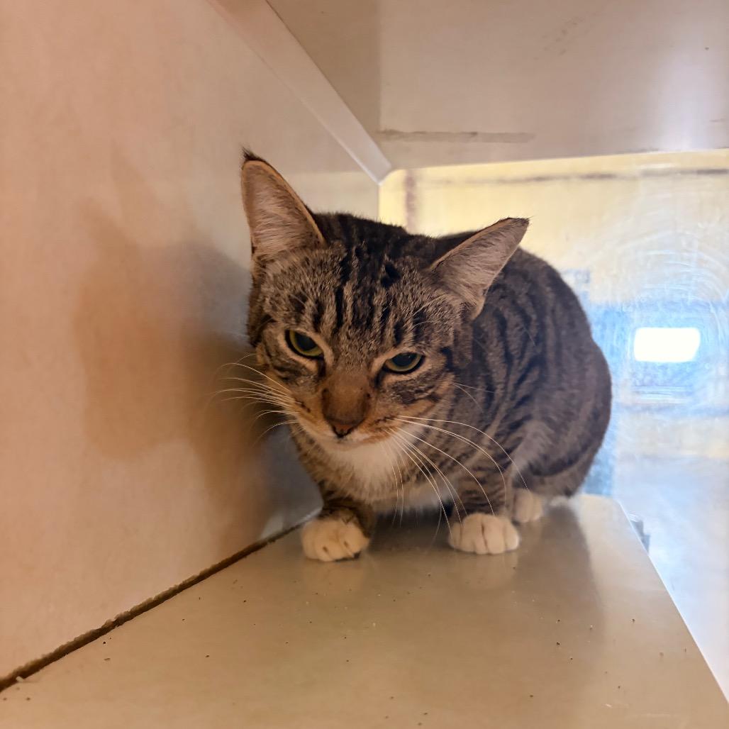 Lily, Adoptable, Young Female Domestic Short Hair.