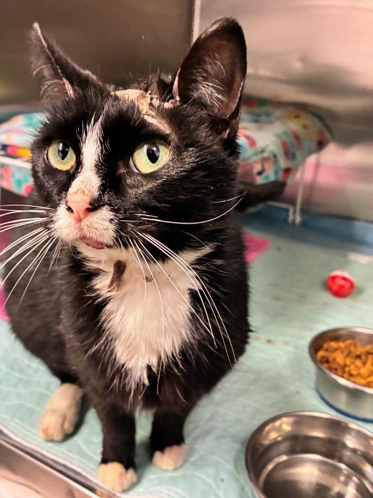 Stephanie, Adoptable, Young Female Domestic Short Hair.