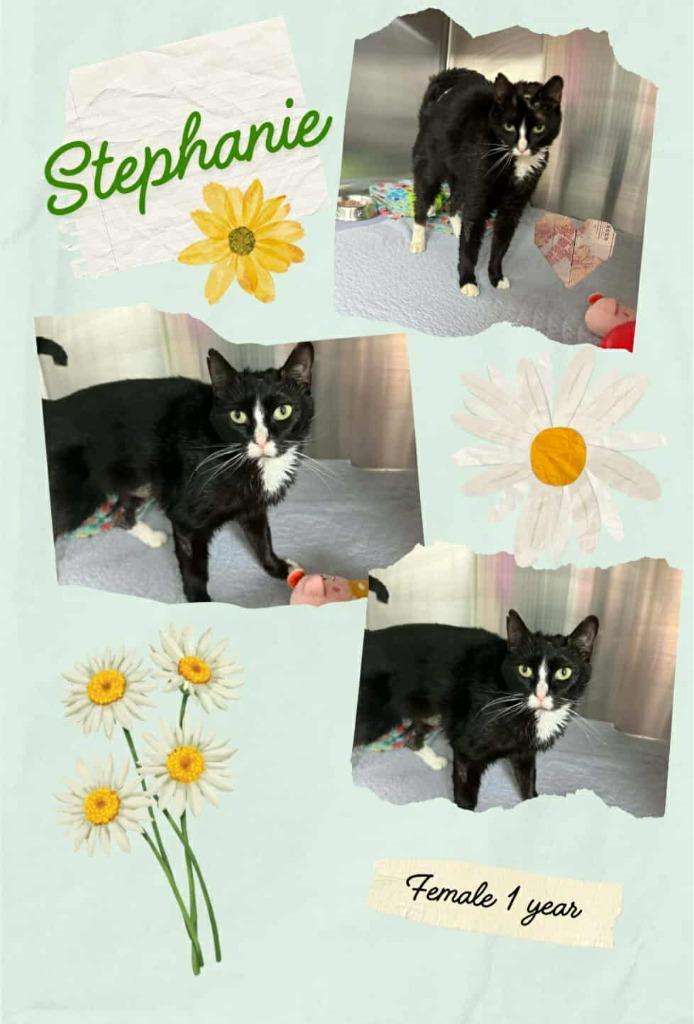 Stephanie, Adoptable, Young Female Domestic Short Hair.