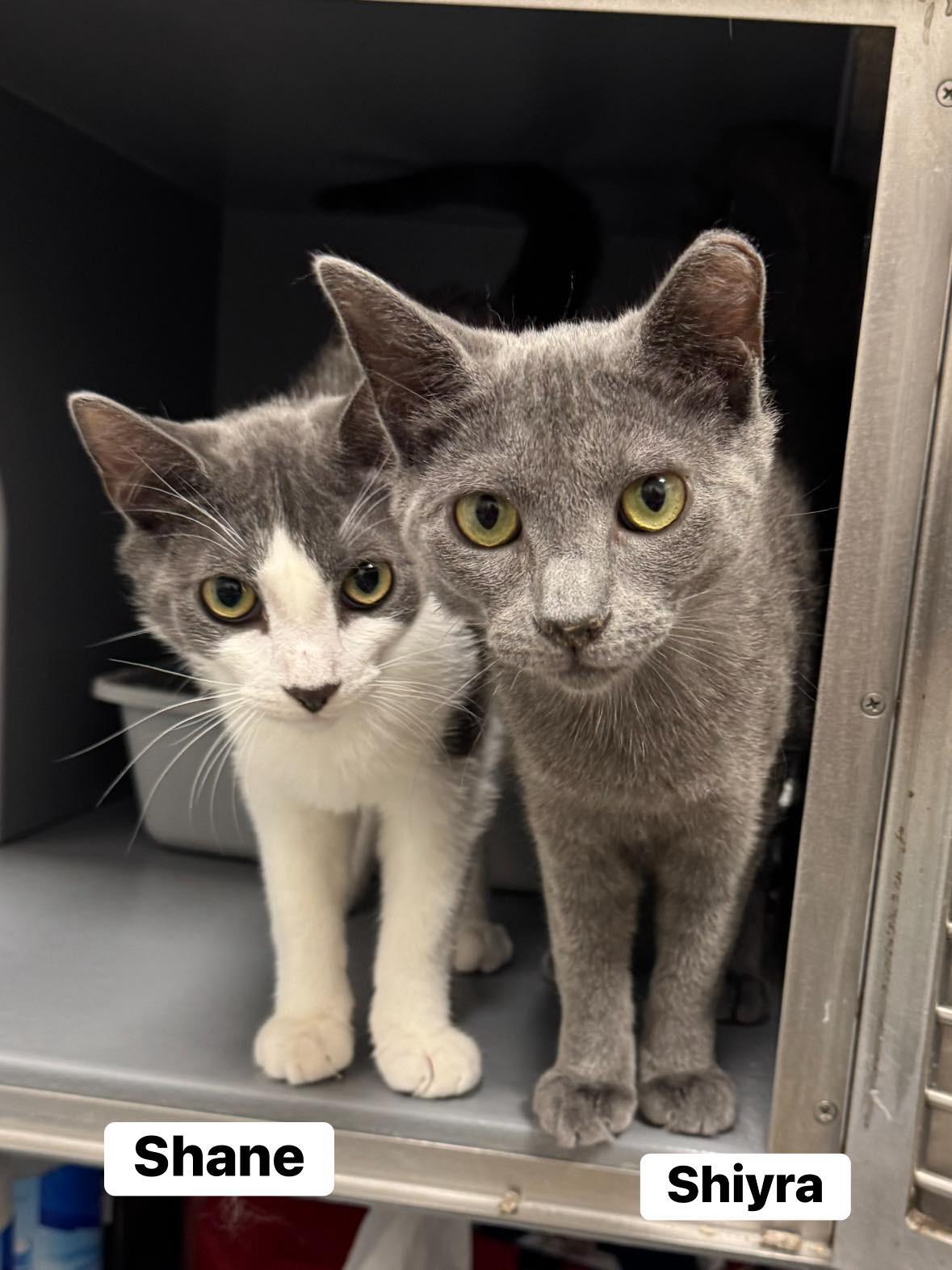 Enlarge Shriya, a ADOPTABLE Domestic Short Hair in Staten Island, NY image 2/4