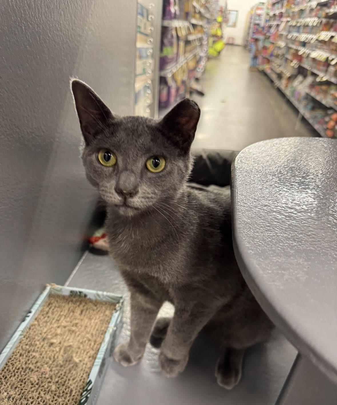 Enlarge Shriya, a ADOPTABLE Domestic Short Hair in Staten Island, NY image 4/4