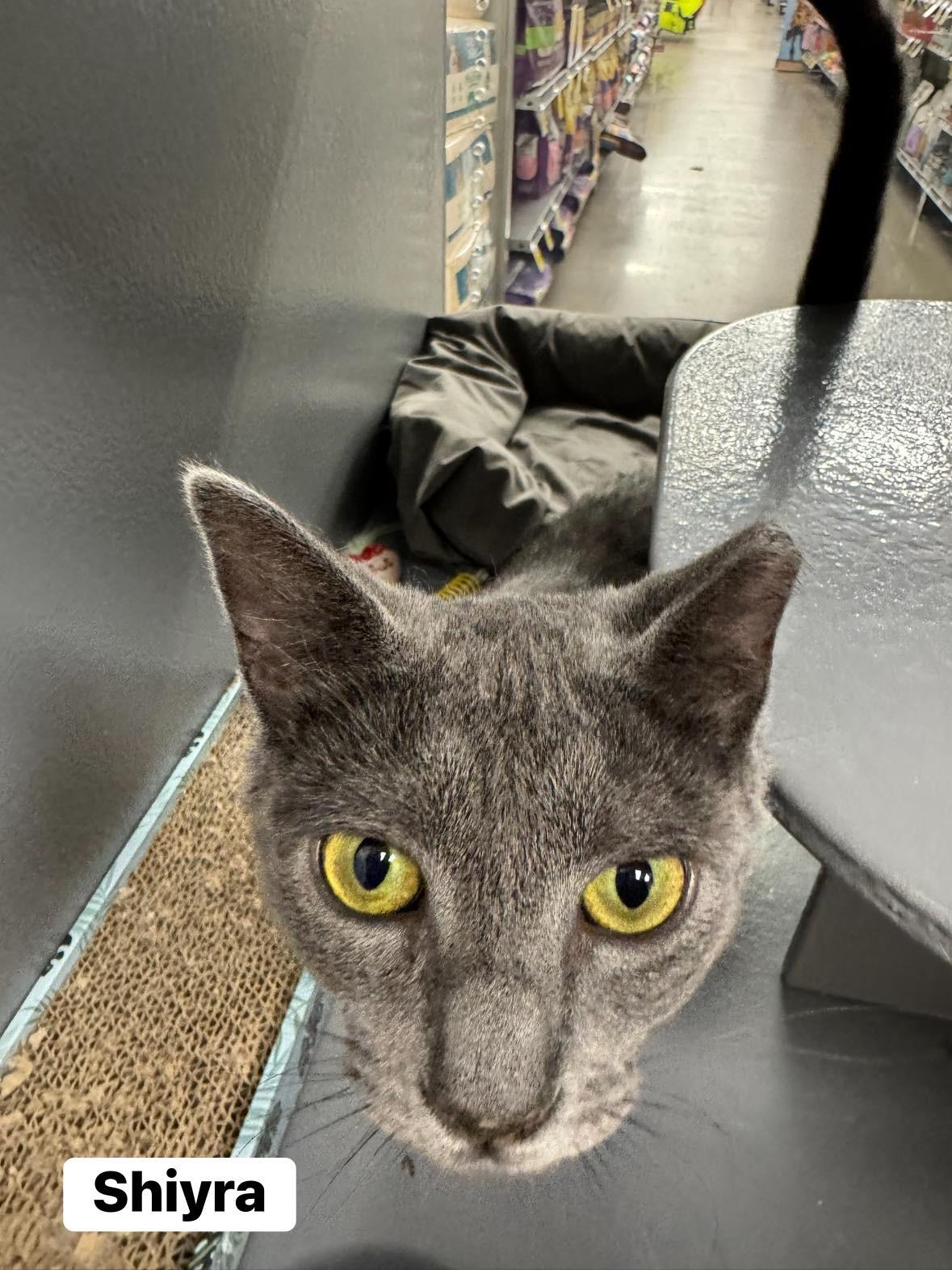 Enlarge Shriya, a ADOPTABLE Domestic Short Hair in Staten Island, NY image 3/4