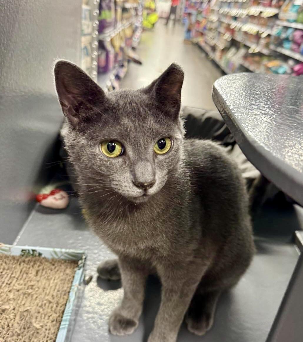 Shriya, ADOPTABLE, Kitten Female Domestic Short Hair.