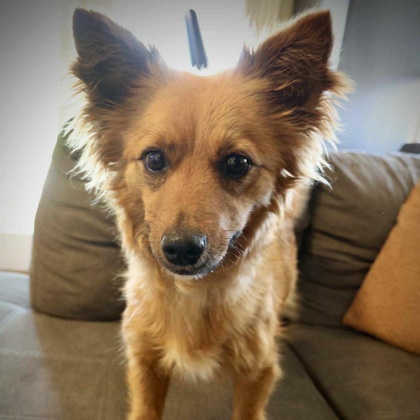 Enlarge Coco, a ADOPTABLE mixed breed in Marana, AZ image 2/4