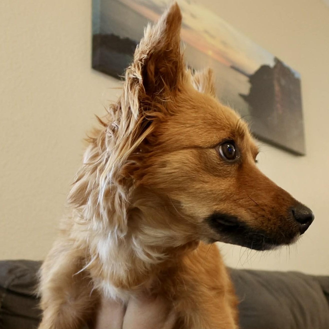 Enlarge Coco, a ADOPTABLE mixed breed in Marana, AZ image 4/4