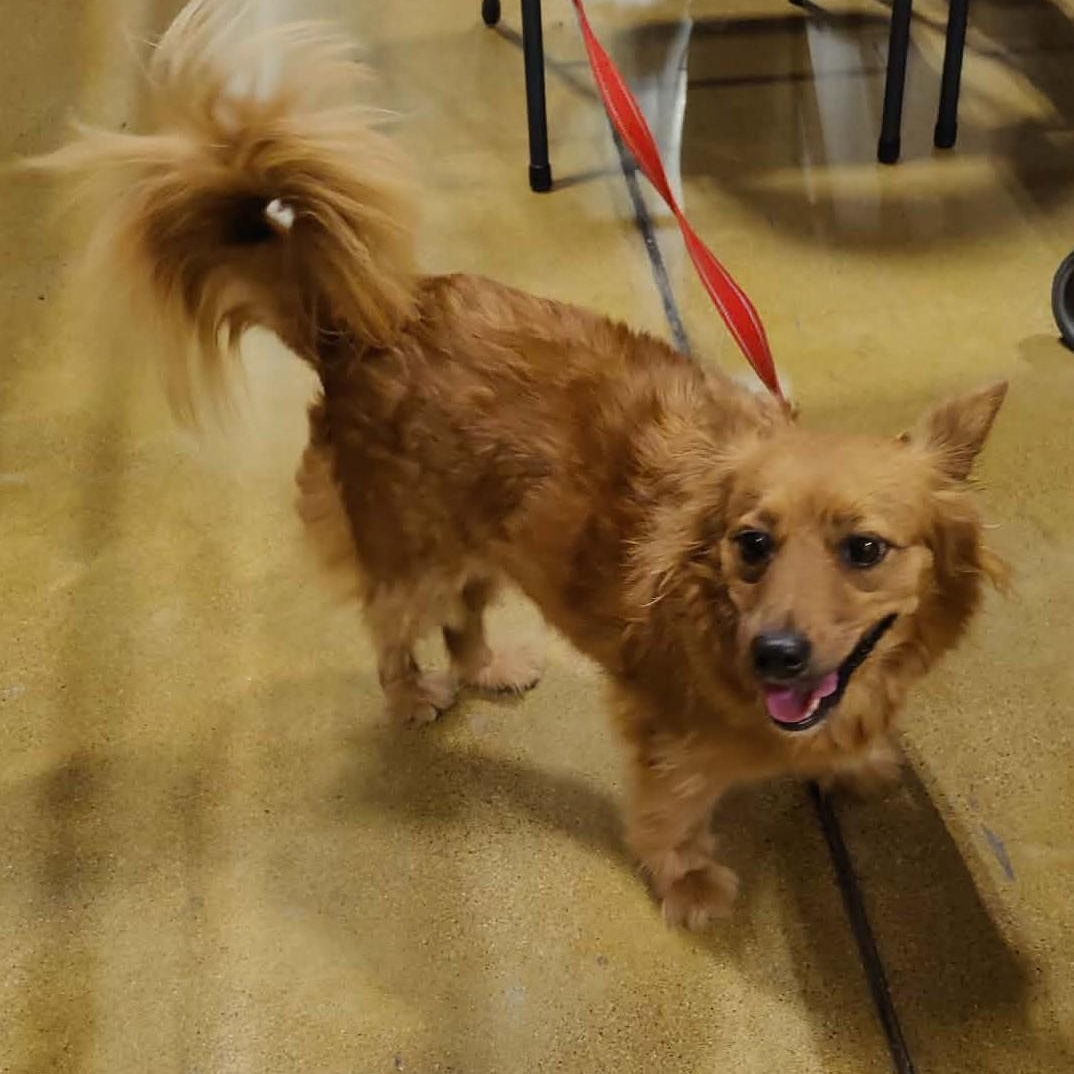 Enlarge Coco, an adoptable mixed breed in Marana, AZ image 2/6