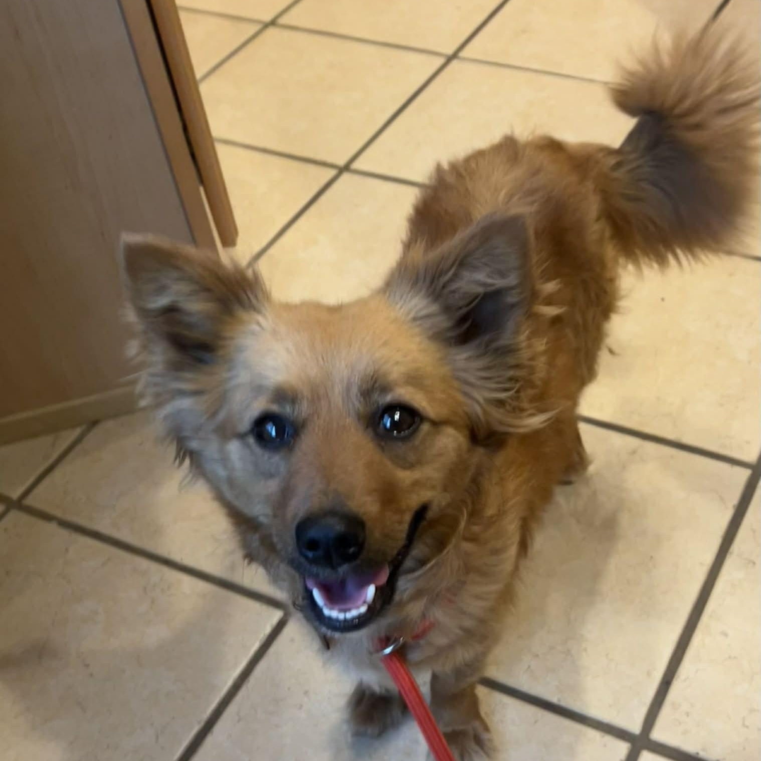 Enlarge Coco, a ADOPTABLE mixed breed in Marana, AZ image 3/4