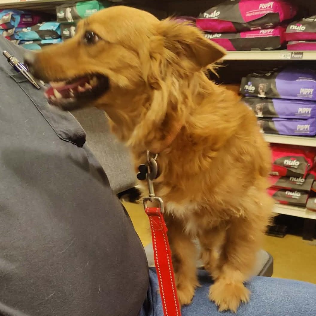 Enlarge Coco, an adoptable mixed breed in Marana, AZ image 5/6