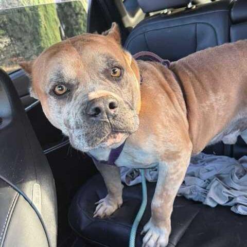 Bruno, Adoptable, Adult Male American Bulldog & Mixed Breed.