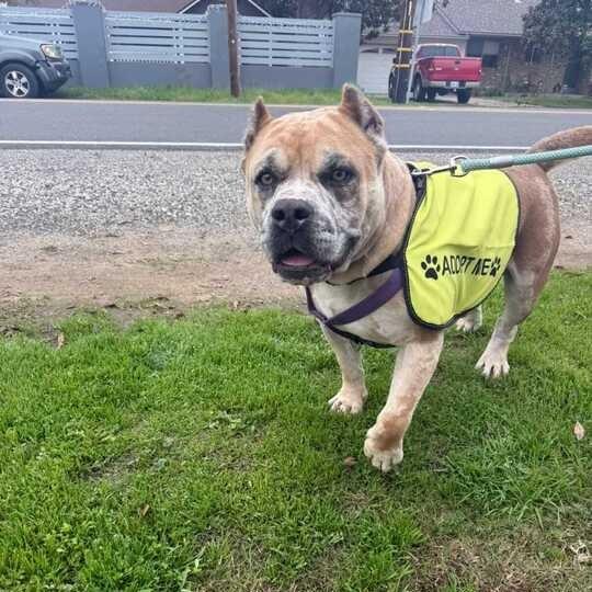 Enlarge Bruno, a Adoptable mixed breed in Turlock, CA image 2/5