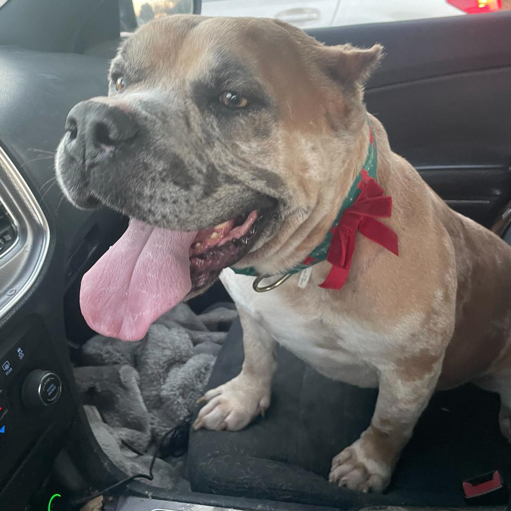 Enlarge Bruno, a Adoptable mixed breed in Turlock, CA image 3/5