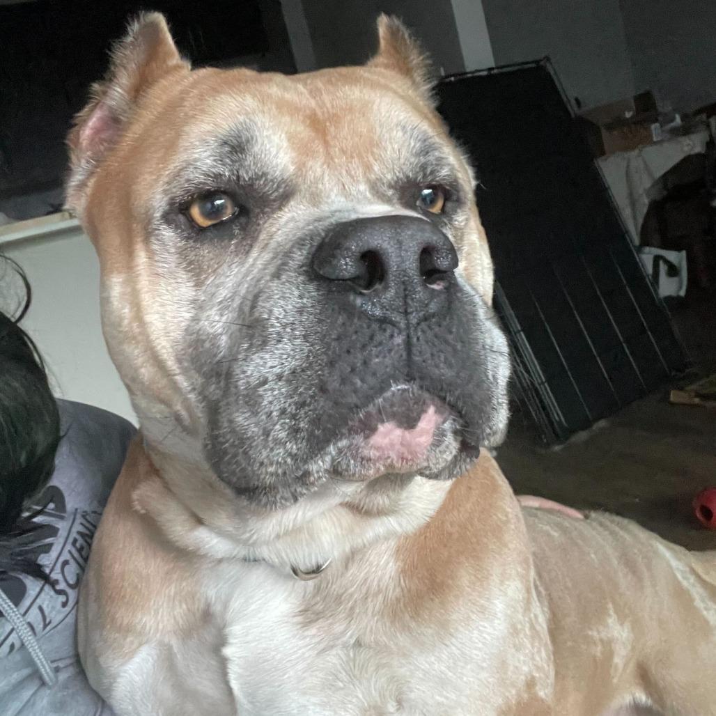 Enlarge Bruno, a Adoptable mixed breed in Turlock, CA image 4/6