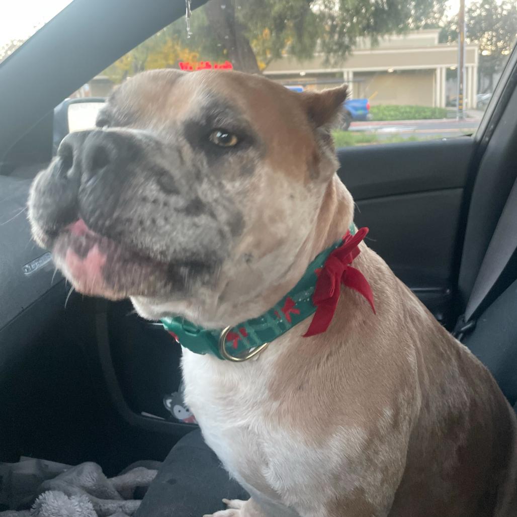 Enlarge Bruno, a Adoptable mixed breed in Turlock, CA image 4/5