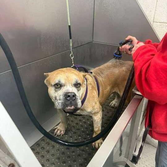 Enlarge Bruno, a Adoptable mixed breed in Turlock, CA image 5/5