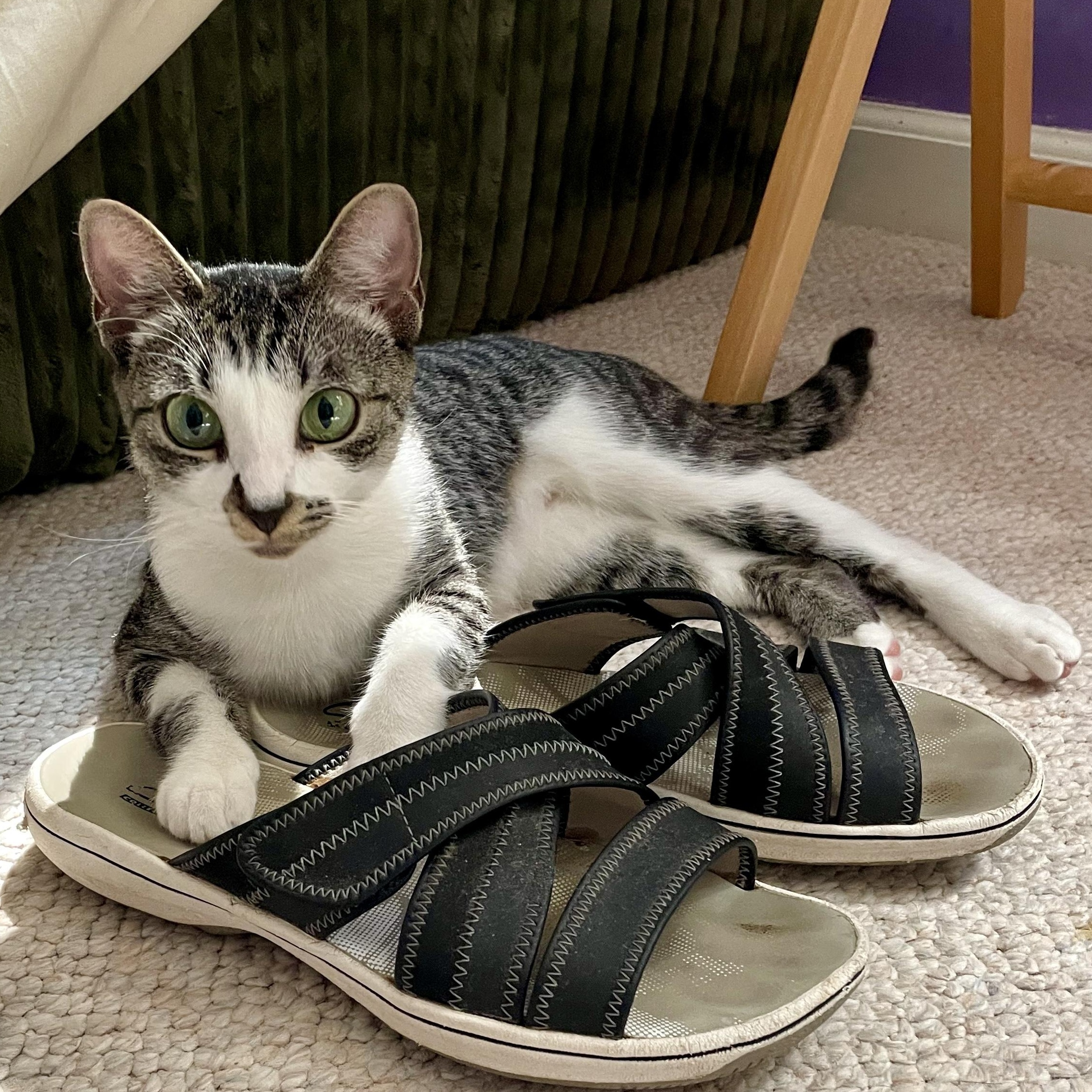 Tulipa, a Adoptable Domestic Short Hair in Apex, NC image 2/6