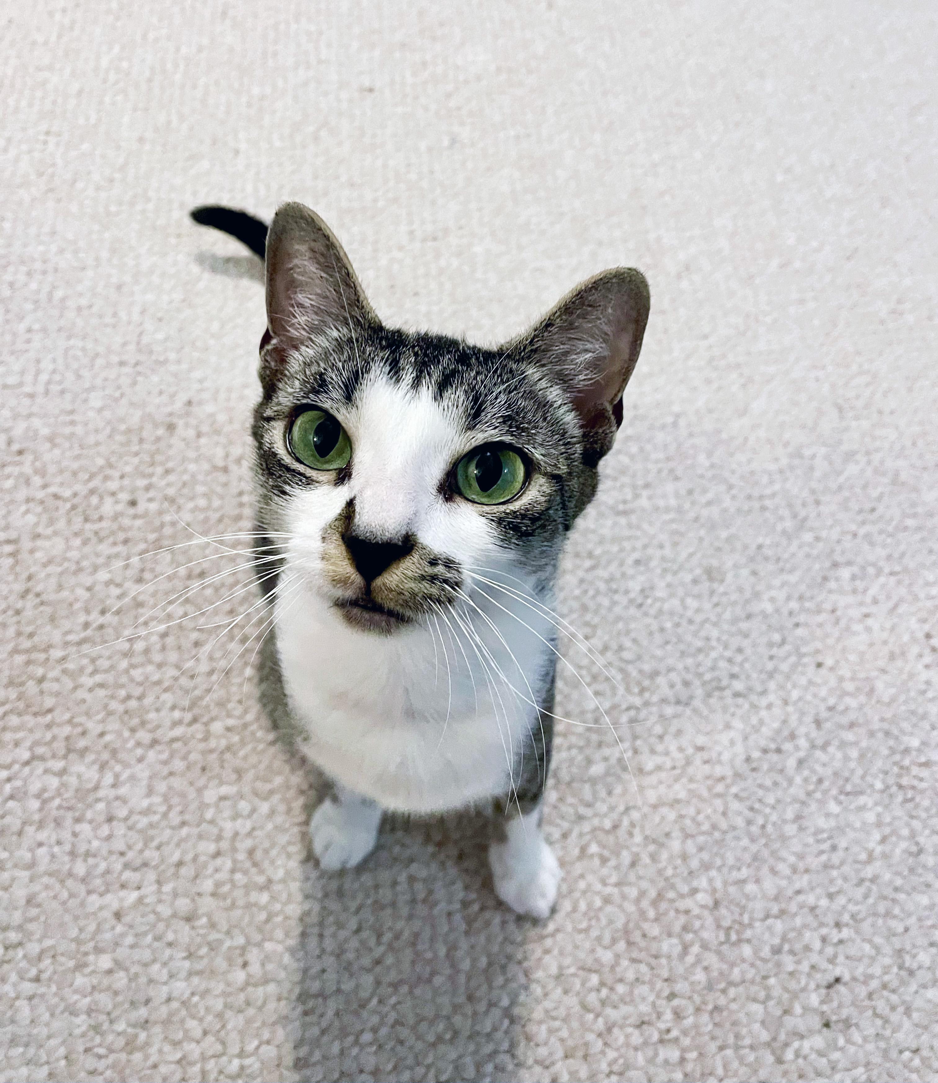 Tulipa, a Adoptable Domestic Short Hair in Apex, NC image 3/6