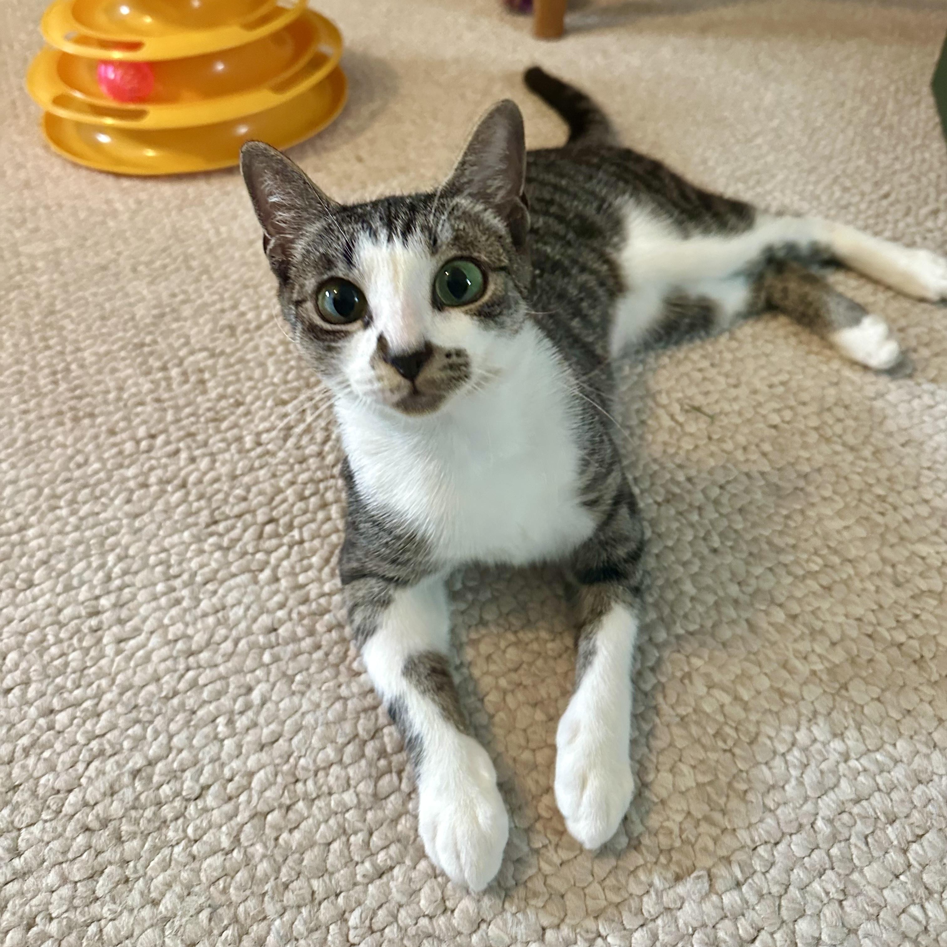 Tulipa, a Adoptable Domestic Short Hair in Apex, NC image 5/6