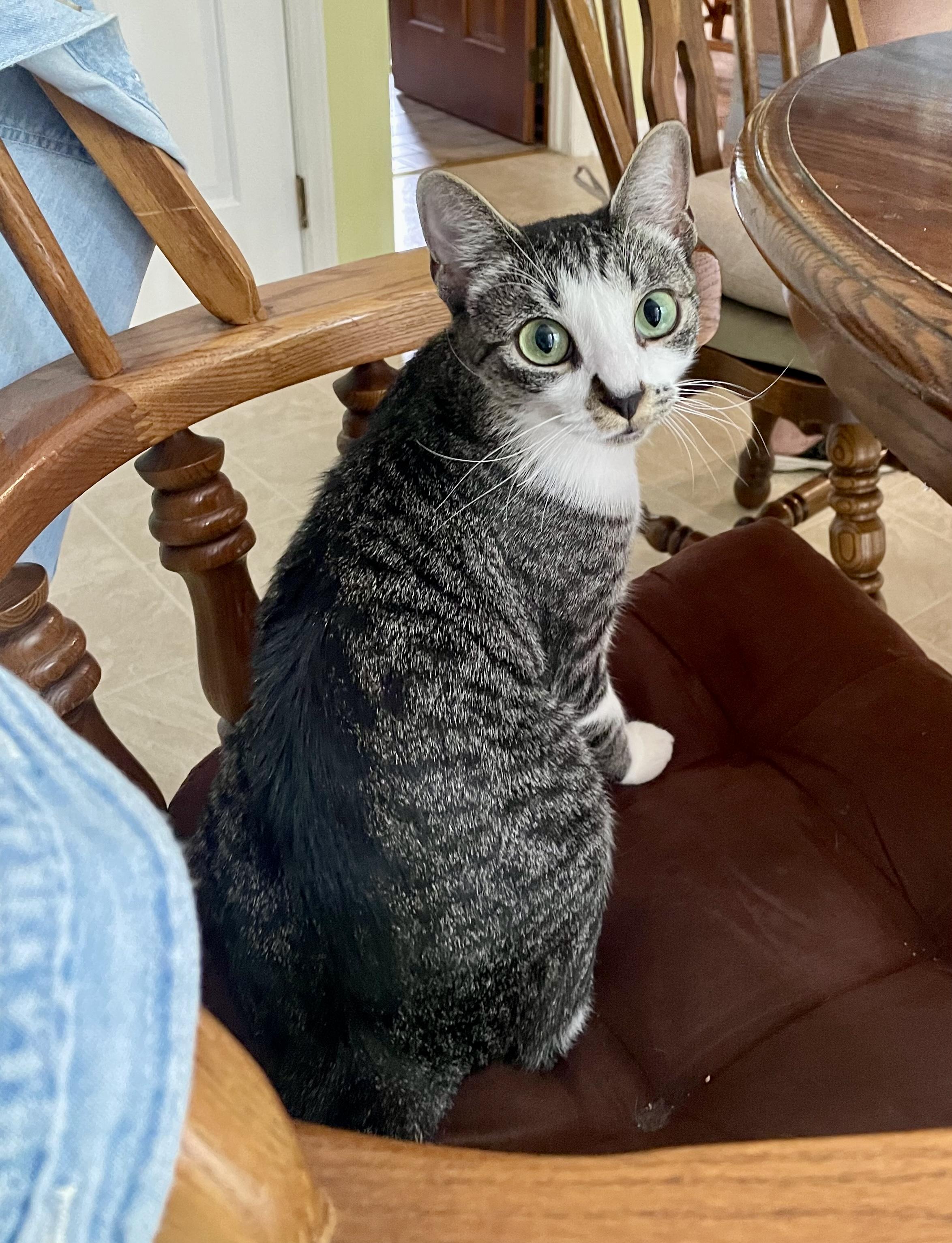 Tulipa, a Adoptable Domestic Short Hair in Apex, NC image 6/6