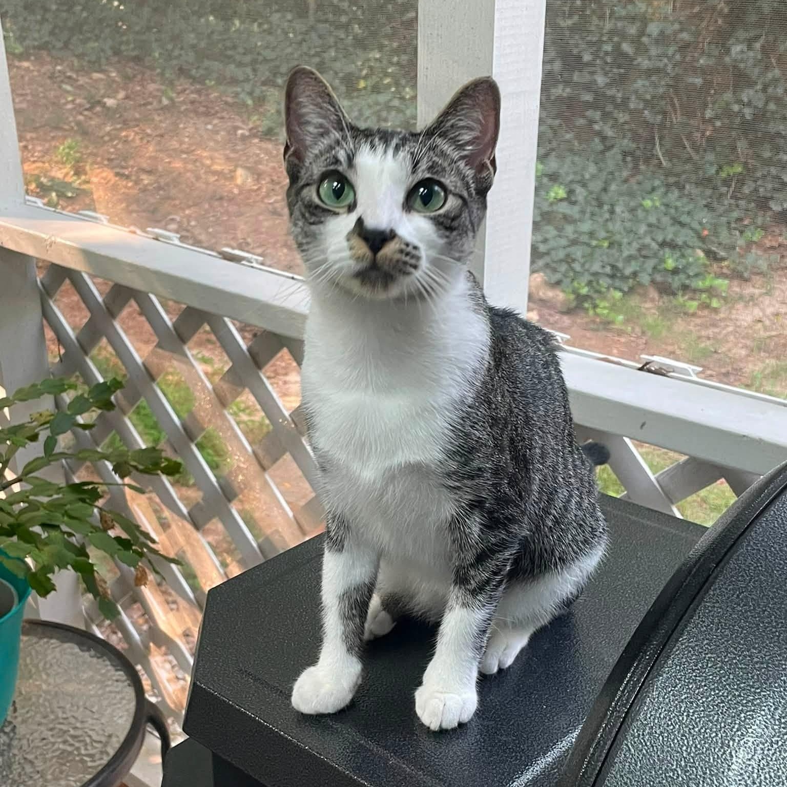 Tulipa, Adoptable, Young Female Domestic Short Hair.