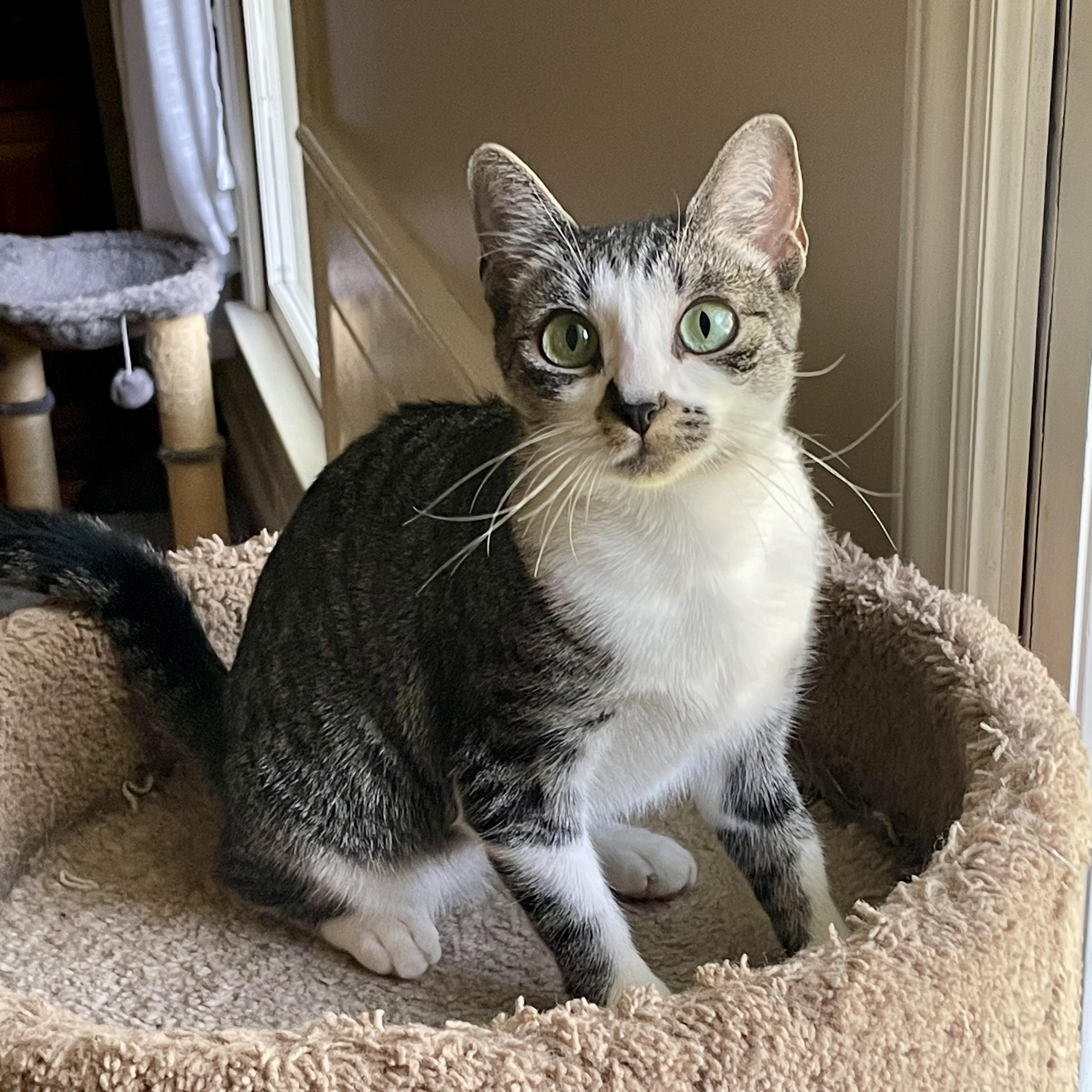 Tulipa, Adoptable, Kitten Female Domestic Short Hair.