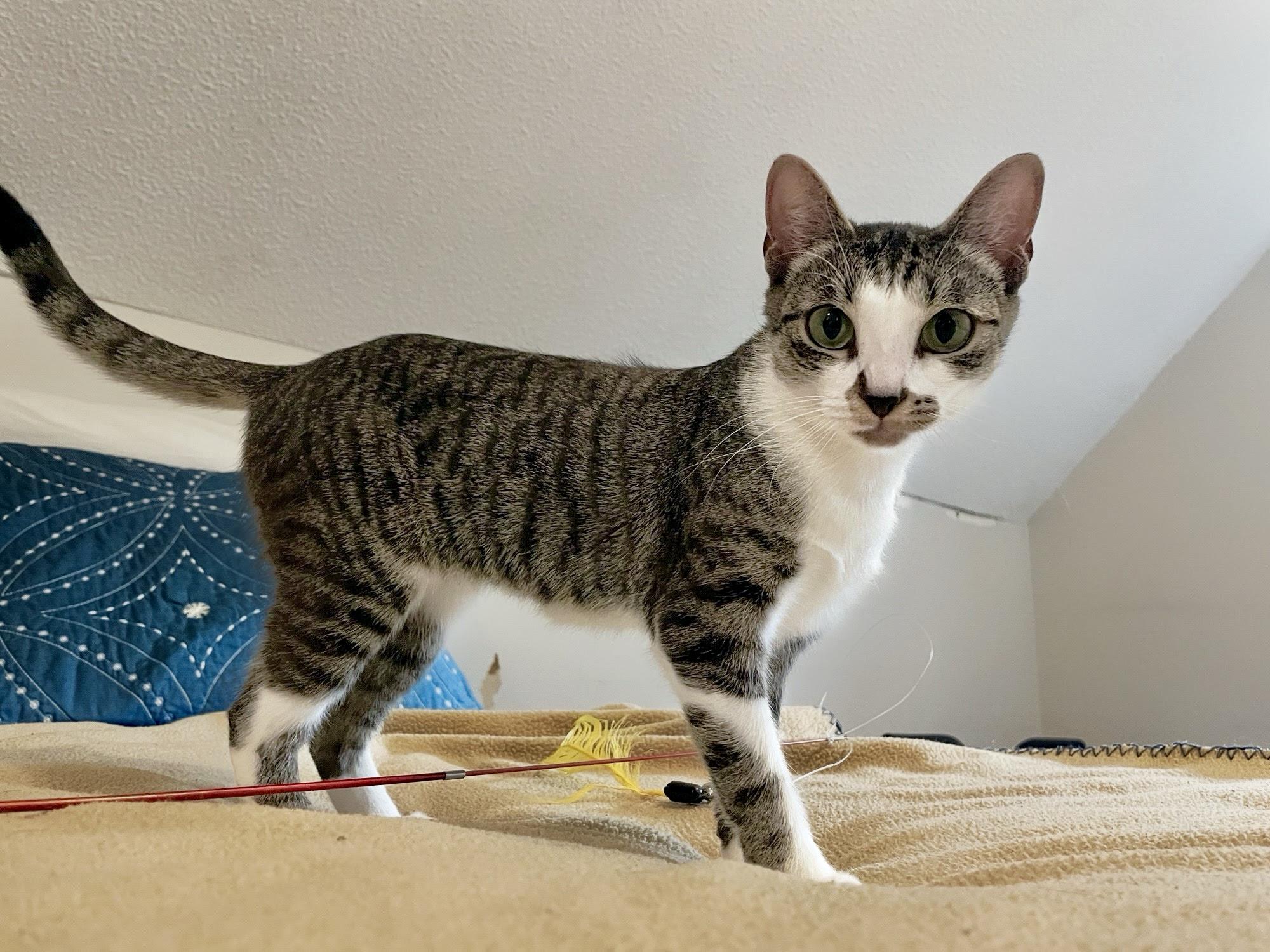 Tulipa, a Adoptable Domestic Short Hair in Apex, NC image 4/6
