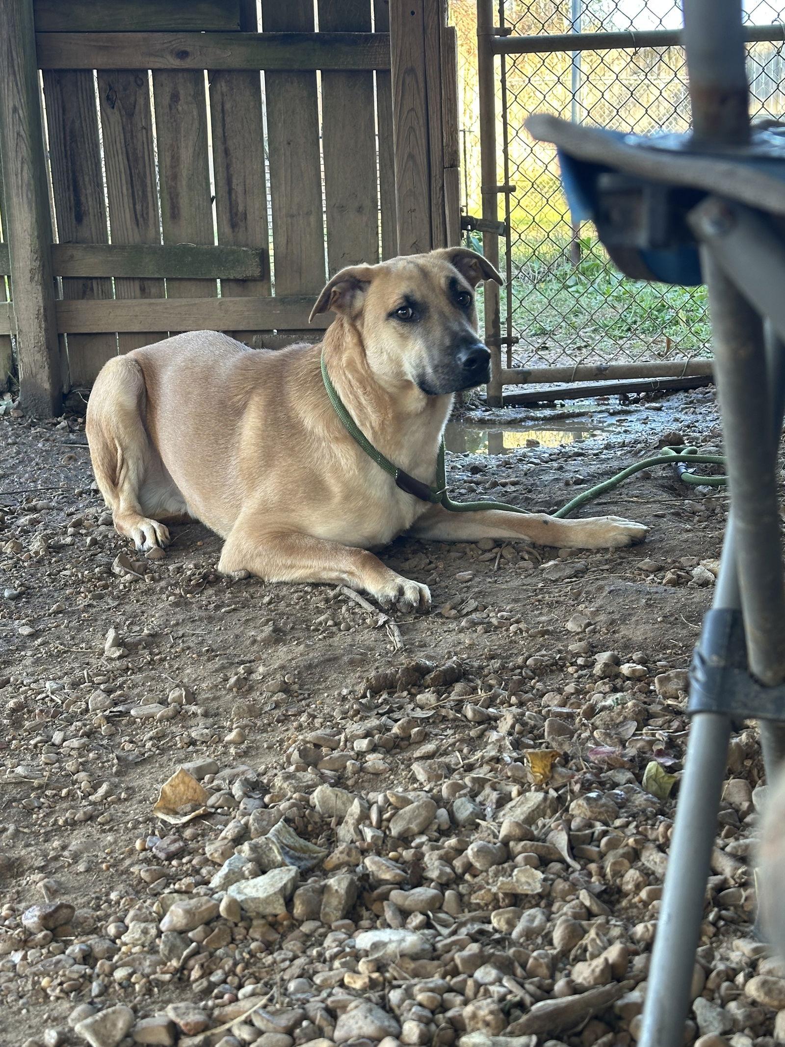 Enlarge Kai, a Adoptable mixed breed in Jackson, MS image 1/3