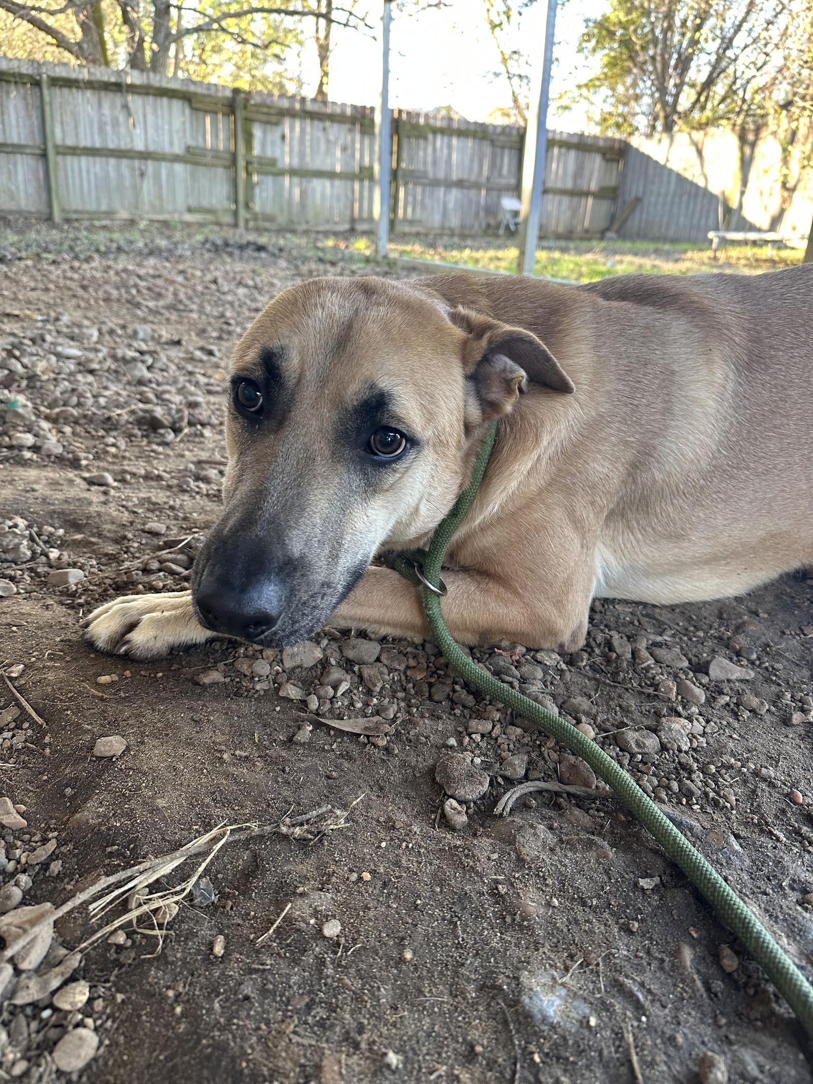 Enlarge Kai, a Adoptable mixed breed in Jackson, MS image 2/3