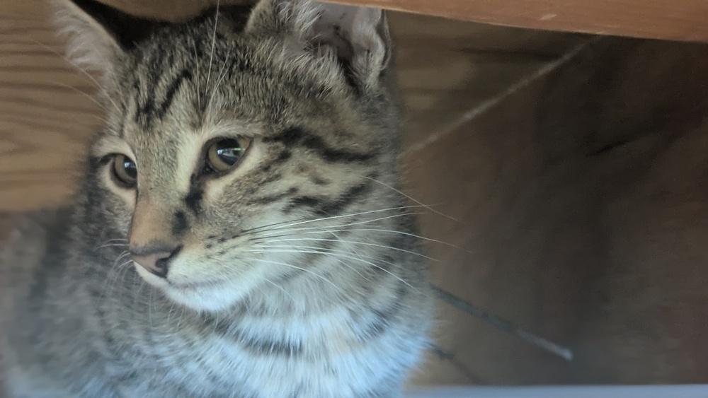 Enlarge Lark, a Adoptable Domestic Medium Hair in Papillion, NE image 1/1