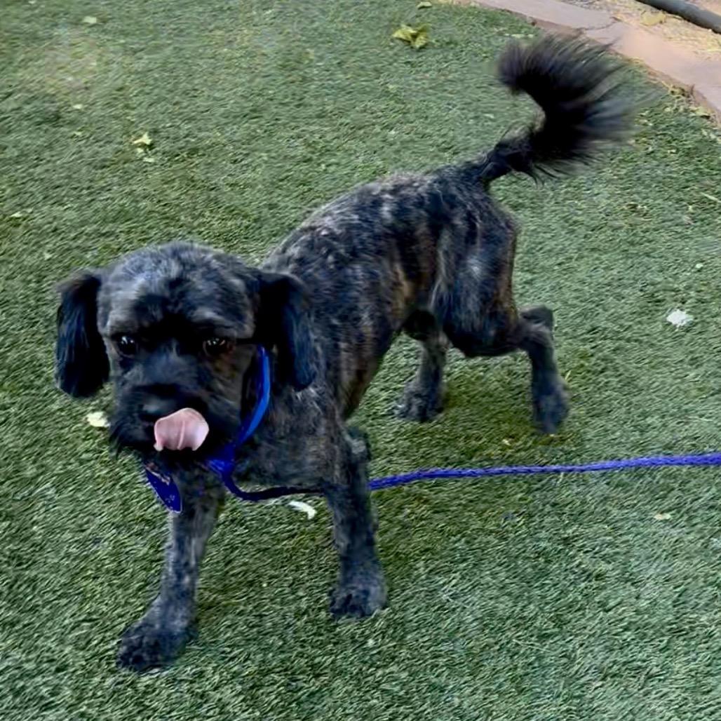 Jon, Adoptable, Adult Male Maltese & Cairn Terrier.