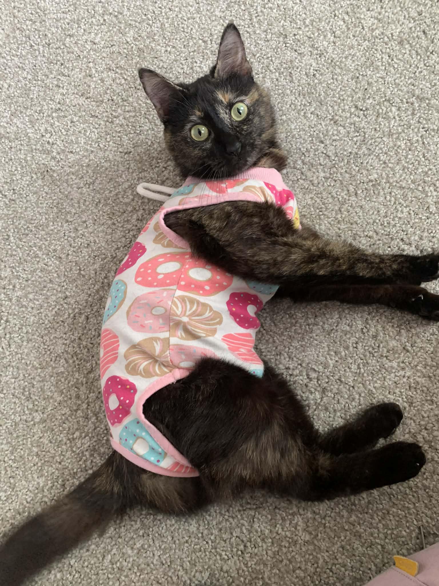 Enlarge Mandi, an adopted Domestic Short Hair in Raeford, NC image 4/6