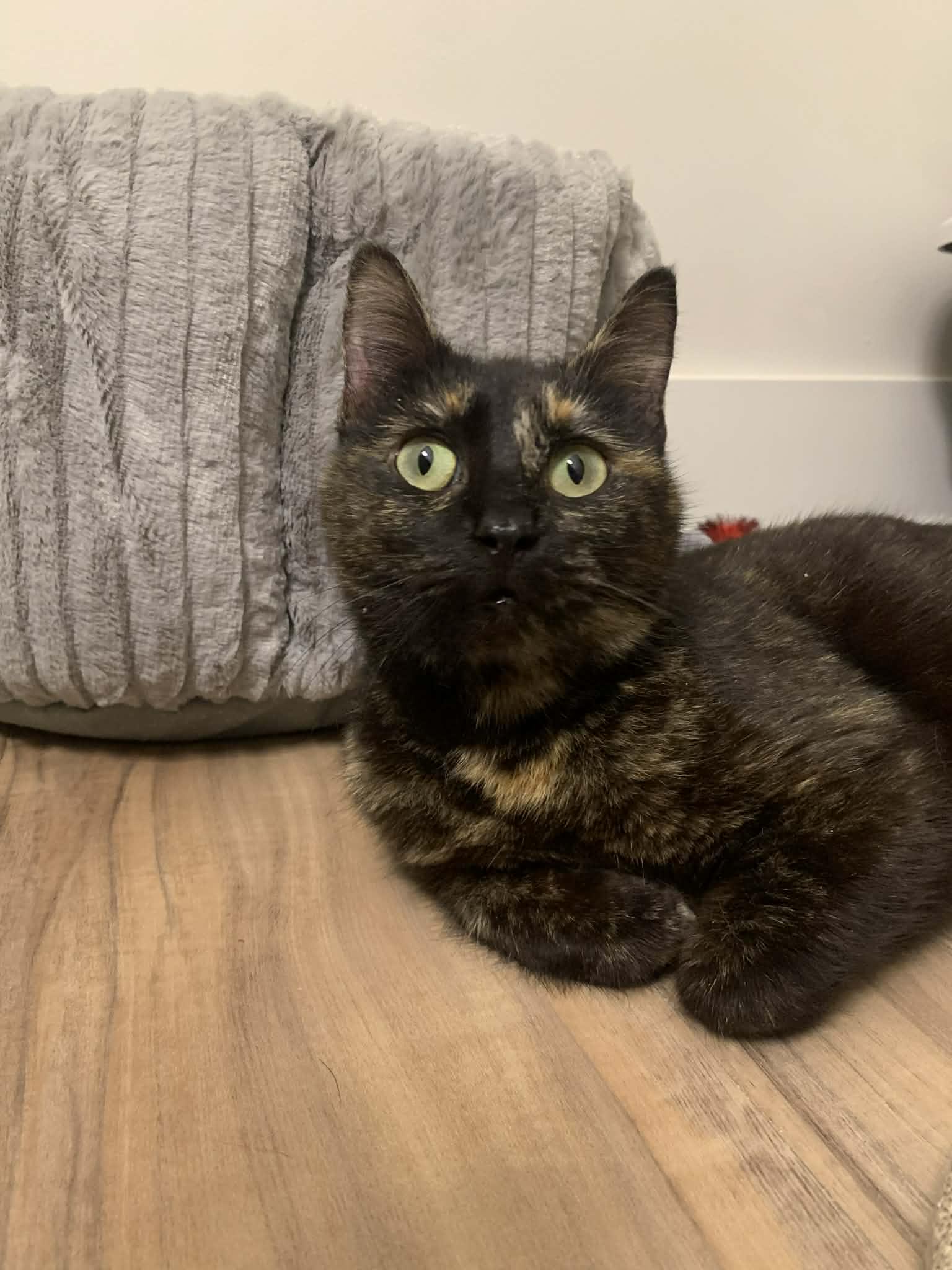 Enlarge Mandi, an adopted Domestic Short Hair in Raeford, NC image 5/6