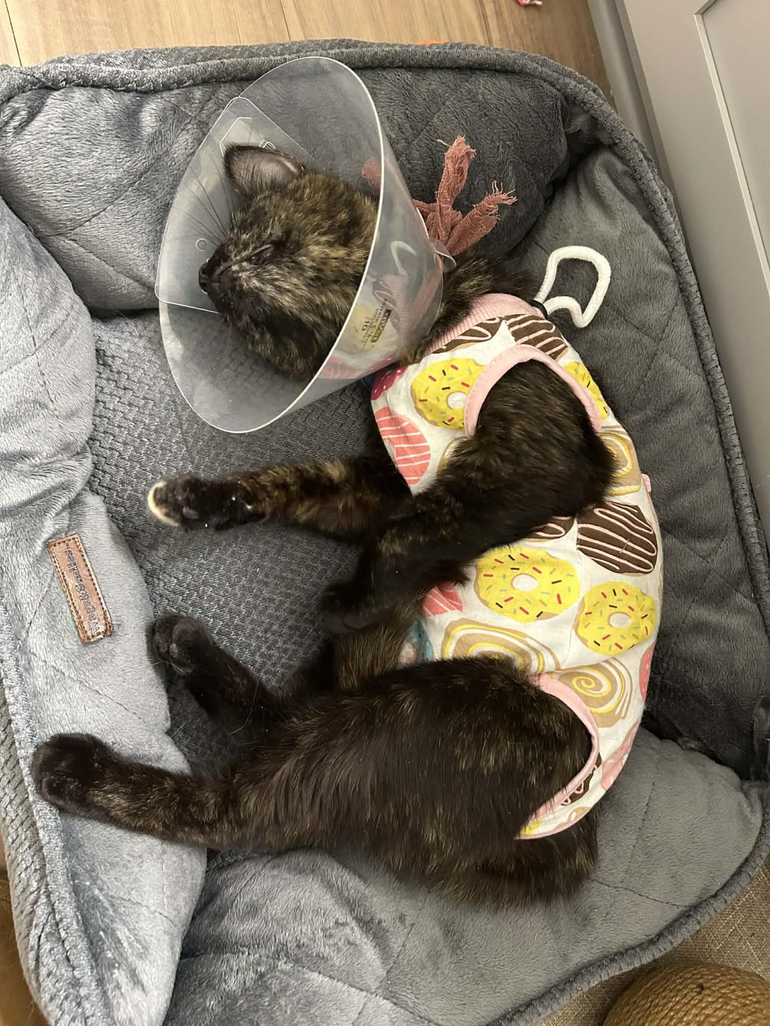 Enlarge Mandi, an adopted Domestic Short Hair in Raeford, NC image 3/6