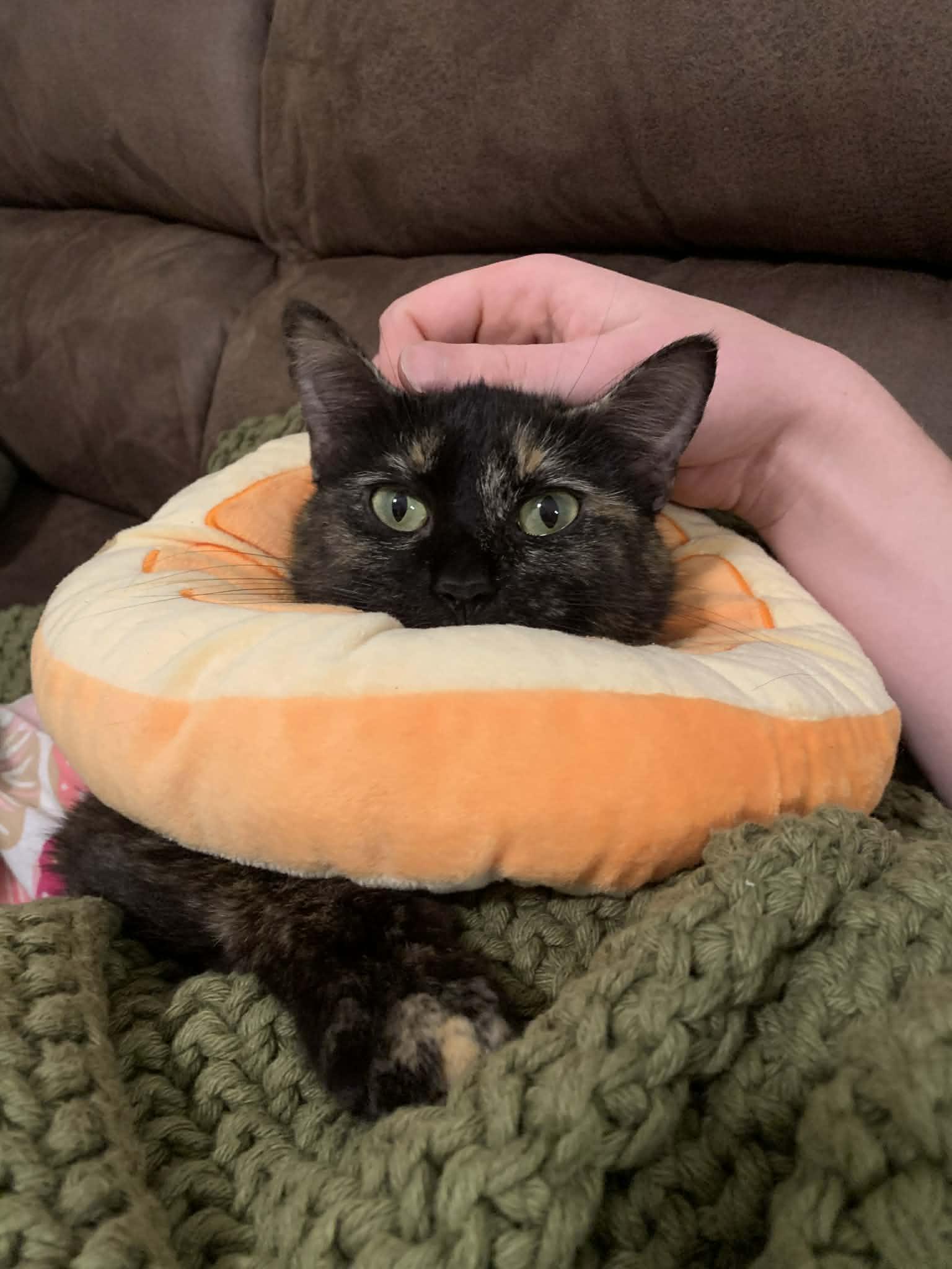 Enlarge Mandi, an adopted Domestic Short Hair in Raeford, NC image 2/6